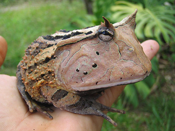 Amazonian Horned Frog