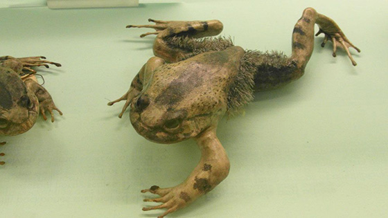 A hairy frog