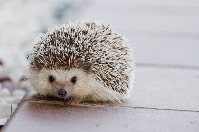 Pixie the Hedgehog